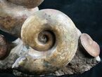 Lytoceras Ammonite Sculpture - Tall #7986-2